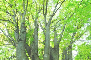 新緑　森林