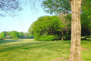 Obraz premium 新緑を迎えた公園