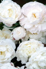 peony