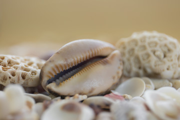 A variety of seashells on blur background. Macro defocused shells.