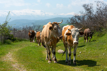 Fototapeta na wymiar Herd of cows close-up