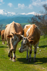 Fototapeta na wymiar Cows talk to each other