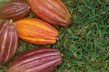 Colorful cocoa fruit pods