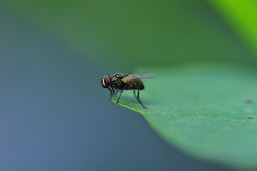 The fly