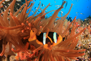 Clownfish. Clark's Anemonefish fish in fluorescent red anemone   