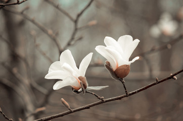 Mysterious spring background with white magnolia flowers