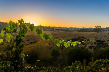 California vineyard sunset II