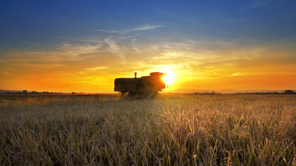 Fototapeta premium The sun setting down with combine farmer harvesting on rice field