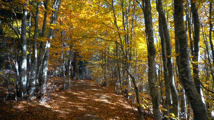 Obraz premium Forest Autumn Trees Woods. Sun Shining Through Nature Tree.sBeginning Afterlife Spirituality Renewal Awakening Concept 