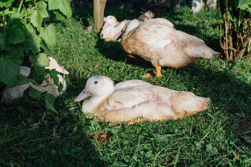 White ducks in the garden