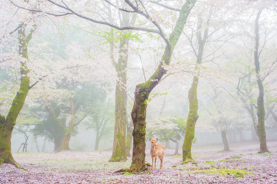 桜と鹿