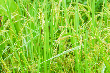 close up gold grains on rice plant in green field