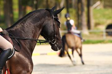 Horse (warmblood) with rider in motion in portrait, close-up of the head from the side..