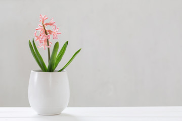 hyacinth in pot on white background