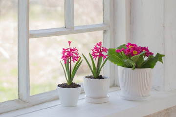 Fototapeta na wymiar spring flowers on windowsill