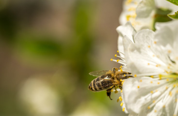 White flowers blooming cherry and honey bee. Spring garden