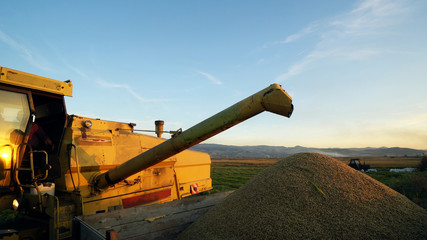 Combine Harvesting Corn and Unloading Grains into Tractor Trailer. Corn Falling from Combine Auger into Tractor Trailer. Harvest Time