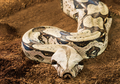 Close up of beautiful Boa constrictor constrictor – Surinam Guyana, with curved body in motion – female