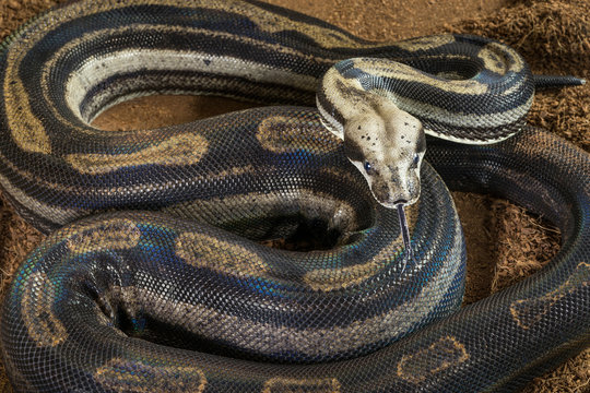 Close up of Boa constrictor imperator – mutational form Motley – Snow, female