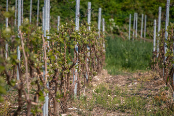 Fototapeta premium detail vigne printemps champagne