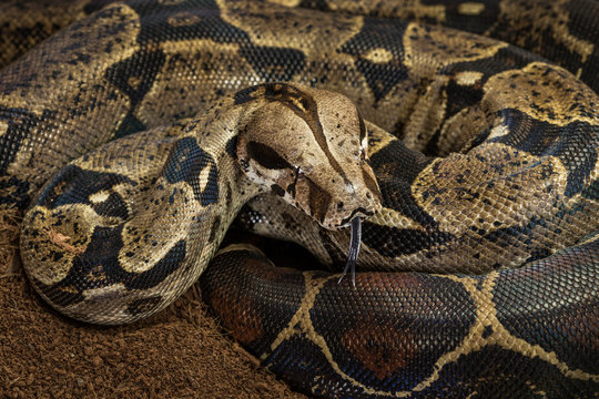 Close up of Boa constrictor imperator. Nominal Colombia - colombian redtail boas – females