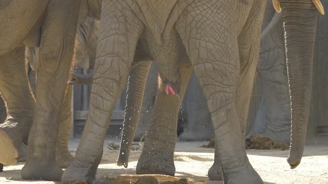 Elephant peeing and pooping