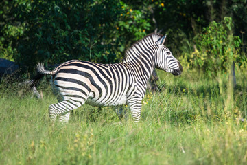 Fototapeta na wymiar Plains Zebra spooked by a hunting lioness, South Africa