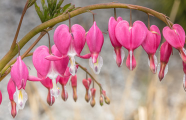 Fototapeta premium tränende herzen