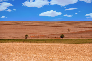 Obraz premium Agricultural ploughed field. Rural landscape with blue sky with clouds and trees