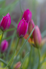 Beautiful blossoming pink tulips in the garden