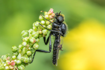 Insekt an blüte
