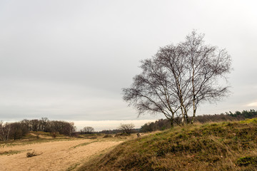Bare birch trees in a nature reserve with sand dunes