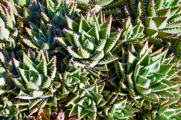 Cactus Texture Background