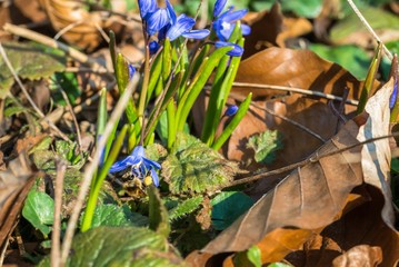 Biene beim Honig sammeln fliegt auf eine große Sternhyazinthe