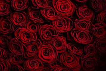 Top view of red roses. Valentine's day background