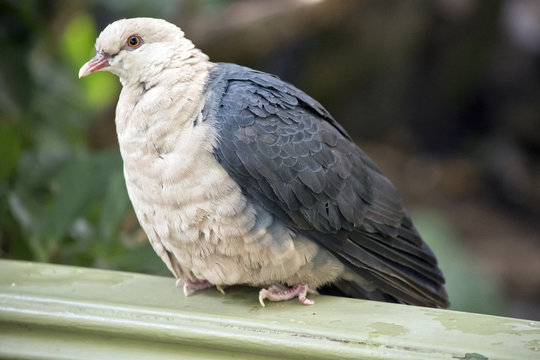 A white headed pigeon