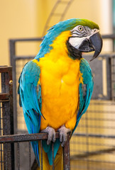 Cute bright colorful parrot.View of wild macaw parrot.