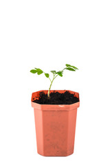 tomato sprout. The tomato seedlings before planting in a brown pot on a white background. Isolate