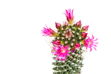 fleur de cactus qui fleurit isolé sur fond blanc. Isolé