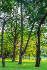 Trees on a grass in the park in evening.