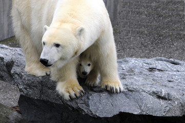 Junger Eisbär mit Mutter, (Ursus maritimus), Captive, Deutschland, Europa