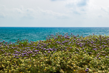 View of the calm sea through a blue flowers in sunny day.