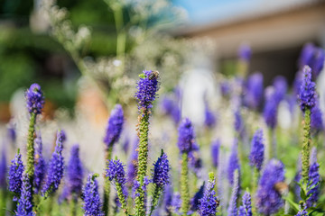 Obraz premium Ehrenpreis im Garten