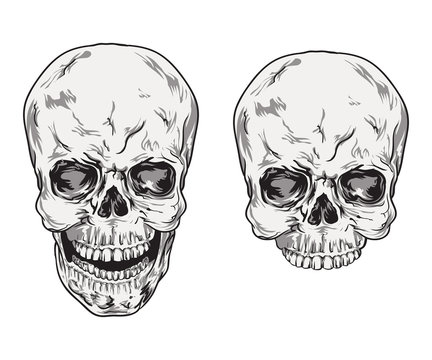 Human skull vector. Illustration isolated on white