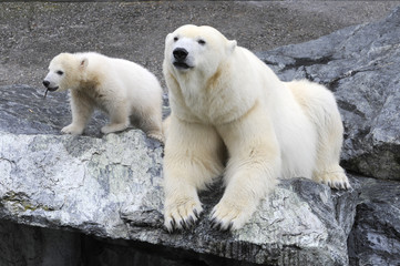 Fototapeta na wymiar Junger Eisbär mit Mutter, (Ursus maritimus), Captive, Deutschland, Europa