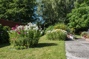 Staudenphlox im Garten