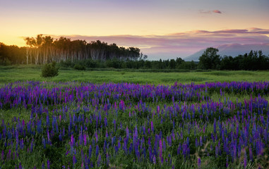 A field with flowers at sunset.