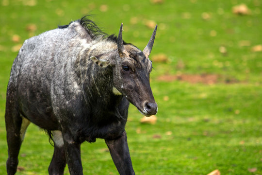 Nilgai (Boselaphus tragocamelus), also known as the nilgau or blue bull.