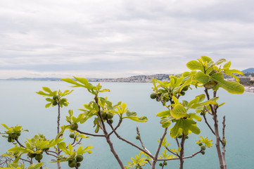 green fig leaves with sea Nizza Nice