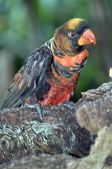 dusky lory